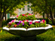 Petunias thumbnail
